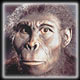 Flat-faced Man, an alternative to Lucy as our ancestor?