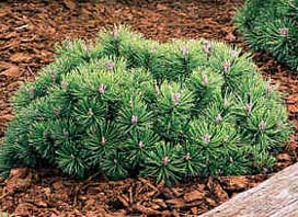 Pinus mugo 