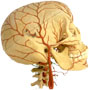 human skull