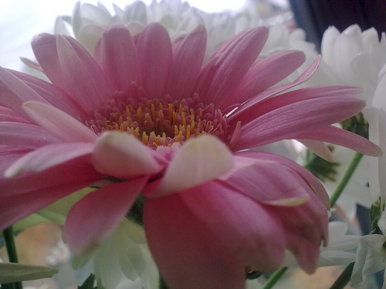 Pink flourish