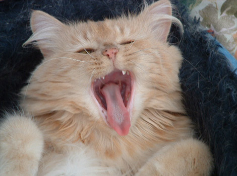 It's tiring work being so cute!