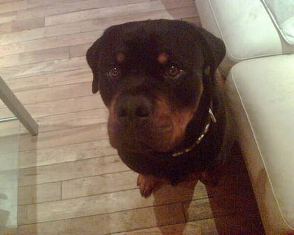 An angry dog. With no legs apparently.