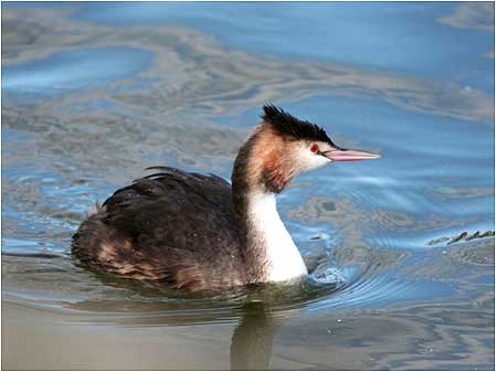 Grebe