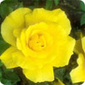 Rosa - a commonly grafted plant