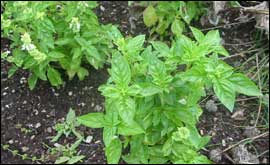 Basil