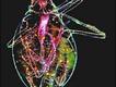 Foto: Dr. Tomas Cabello/Nikon Small World
