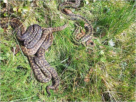 Snakes