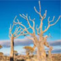 African landscape