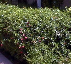 Escallonia
