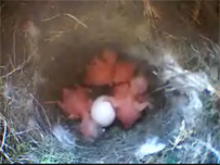 Bluetit webcam