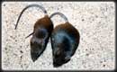 Obese mice are missing hormones that suppress the brain's 'appetite pathway'