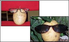 Potatoes looking versatile
