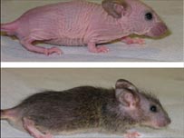 Ratos