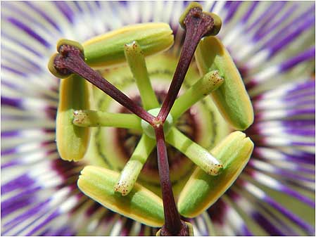 Passion flower