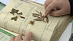 Pressed Flowers