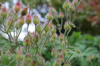 A plant