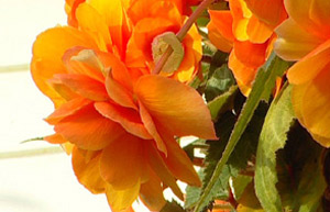 Hanging basket