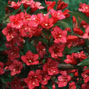 Weigela
