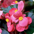Begonia - a tender plant
