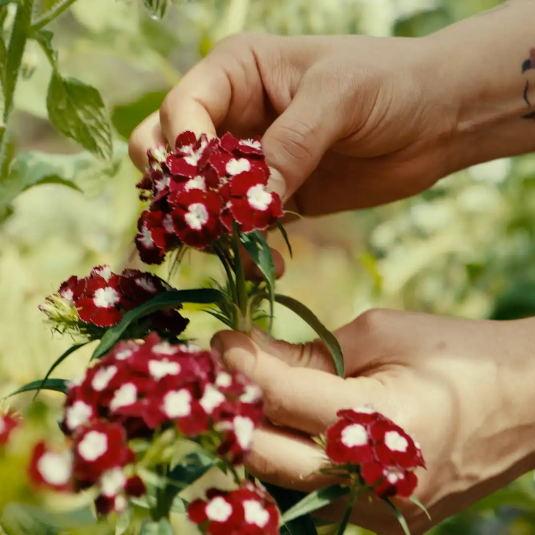 Close-up of hands carefully harvesting a small cluster of red and white edible flowers from a garden.