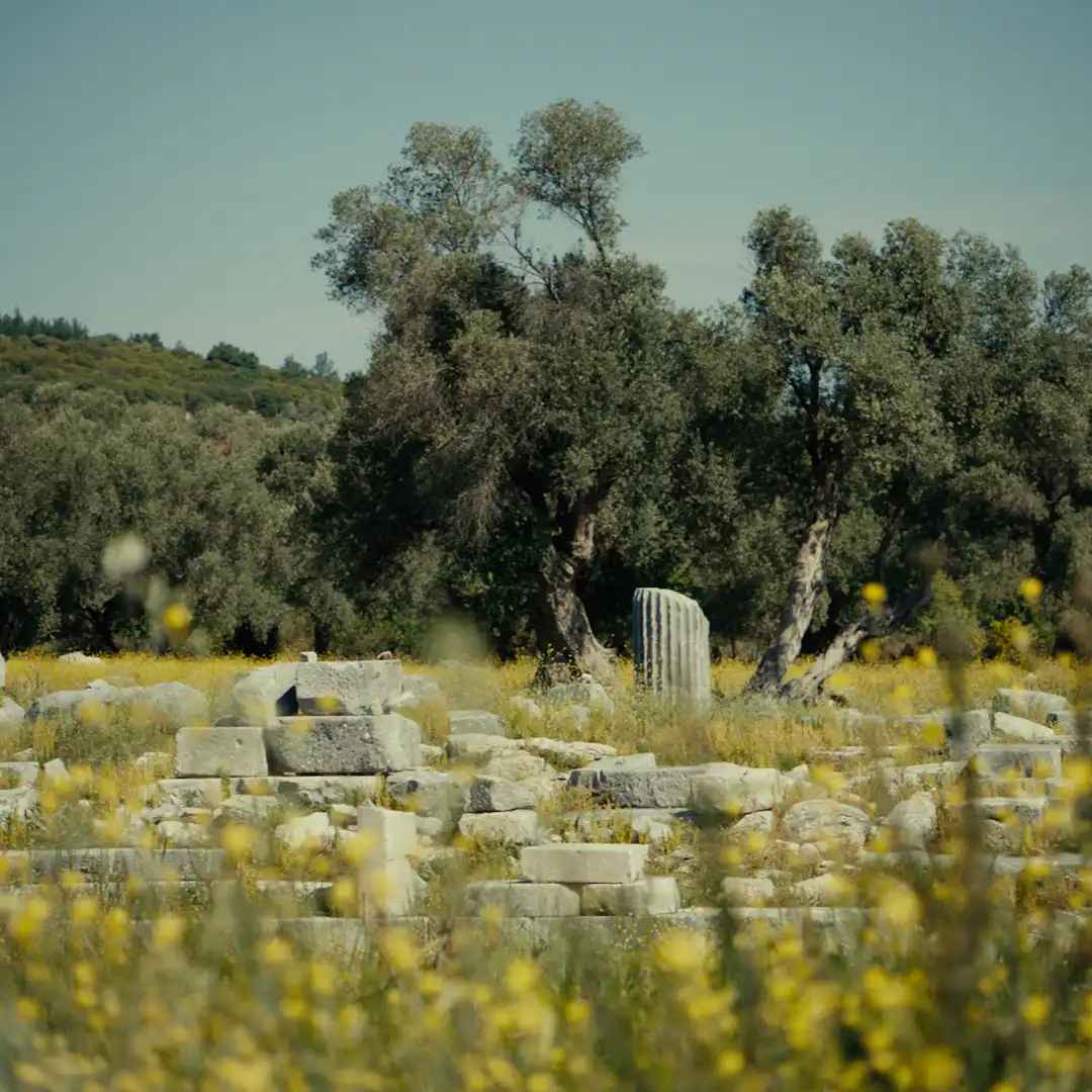 Ancient stone ruins scattered in a wildflower field, with olive trees in the background.