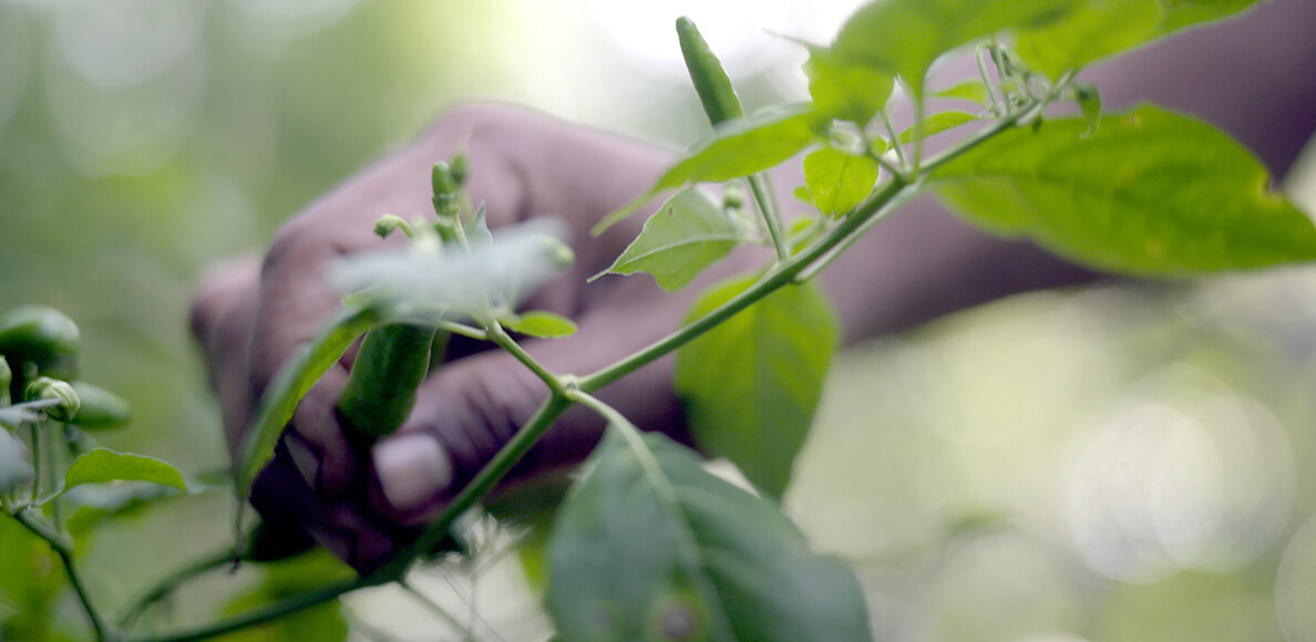 Hand holding a branch