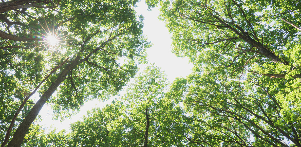 Trees